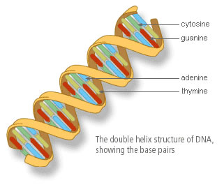 dna2-web[1]