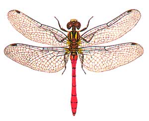 dragonfly