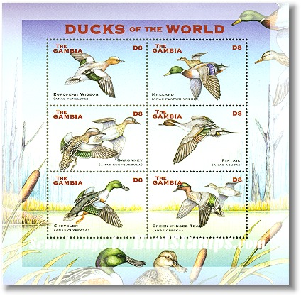 ducks