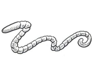 earthworm