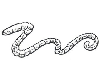 earthworm