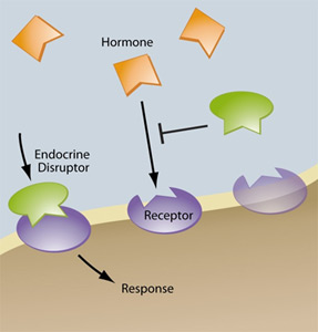 endocrine-disruptor-graphic[1]
