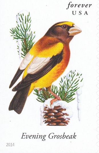 evening grosbeak
