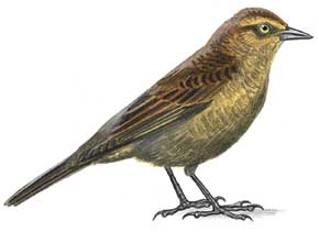female_rusty_blackbird[1]