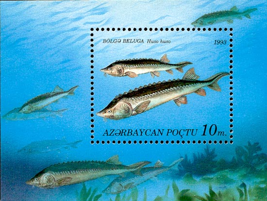 fish2