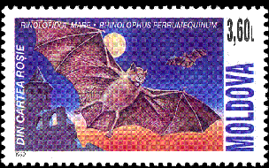 fledermaus-1[1]