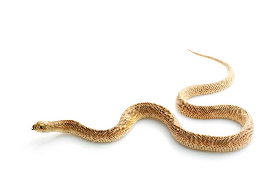 florida-pine-snake