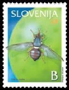 fruitfly