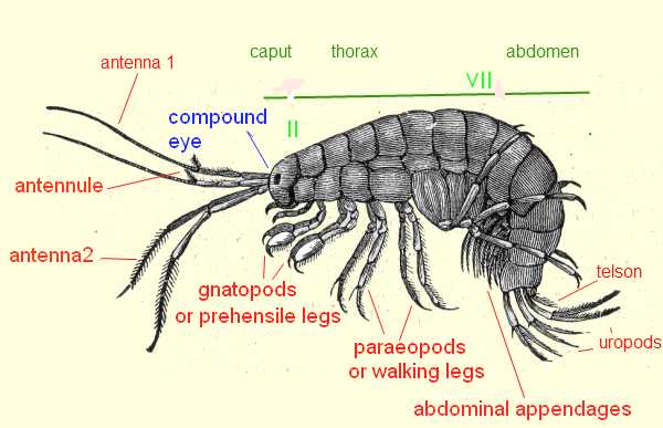 gammarus