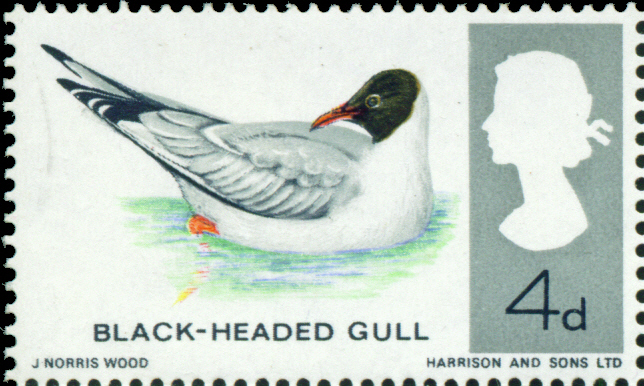 gb-1966-sg696-4d-black-headed-gull-vfu-30479-p[1]