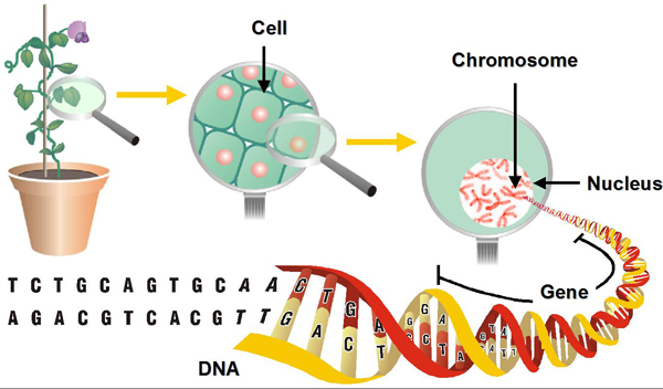 genetic engineering