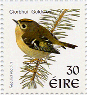 goldcrest2