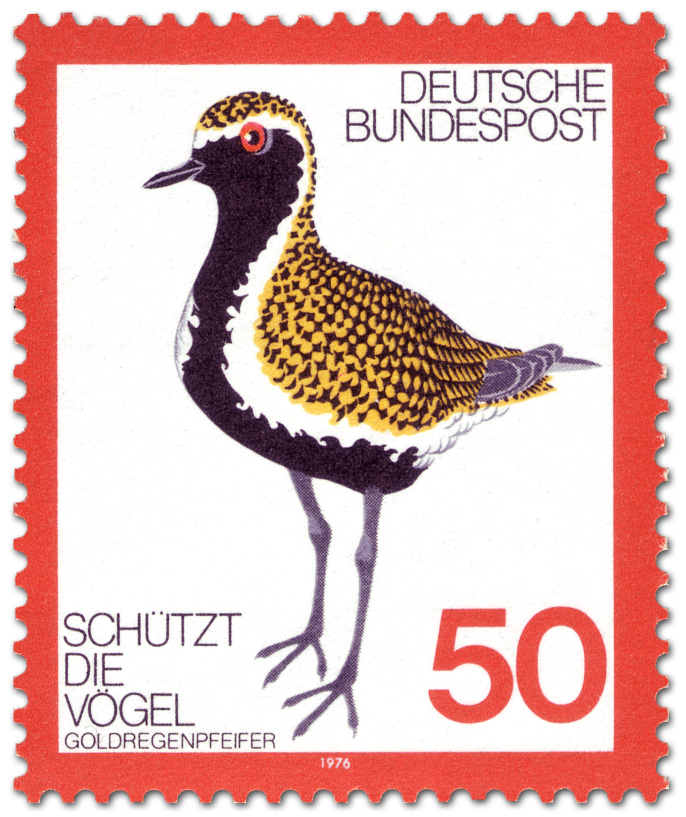 goldregenpfeifer-vogel-gr