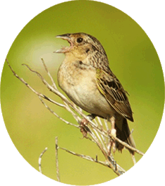 grasshoppersparrow1[1]
