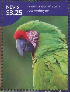 great green macaw