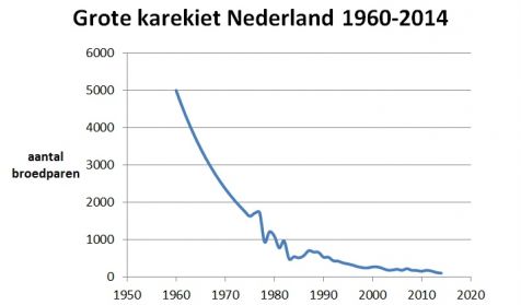 grote_karekiet_nederland
