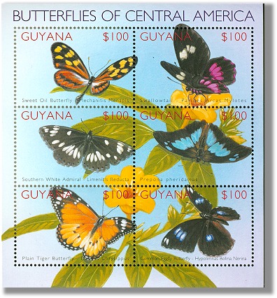 guy0222sh-ca6butterfly[1]