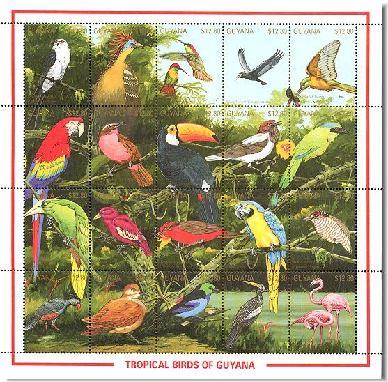 guy9103co-tropical20bird[1]