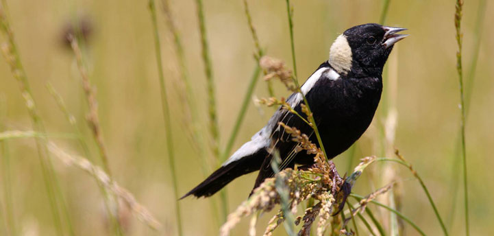 h_Bobolink[1]