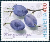 hauszwetschge[1]
