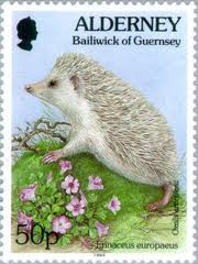 hedgehog