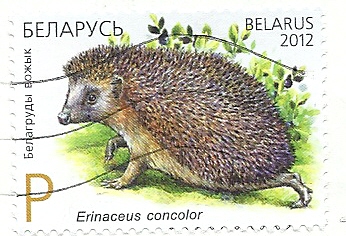 hedgehog
