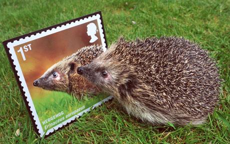 hedgehogs