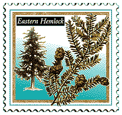 hemlock