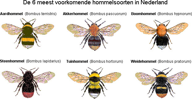 hommel[1]