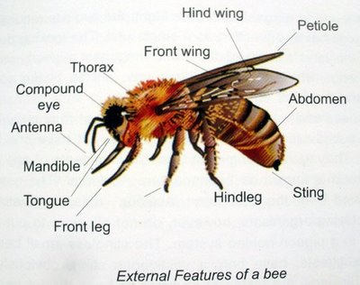 EFSA identifies the toxicity of neonicotinoids to bees (and other non-target organisms such as amphibians) as a critical area of concern