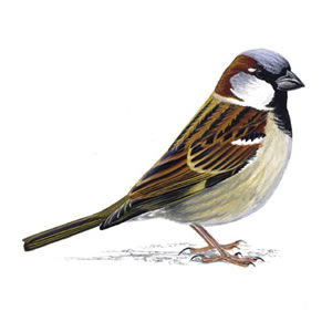 housesparrow_male_300_tcm9-139923_v2[1]