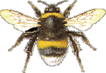 hummel[1]