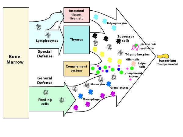 immunediagram[1]