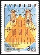 insect
