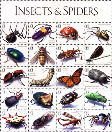 insect_spider[1]