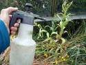 insecticide