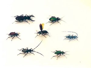 insekten2[1]