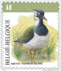 kievit