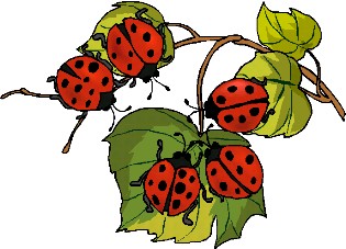 lady bug028