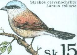 lanius collurio