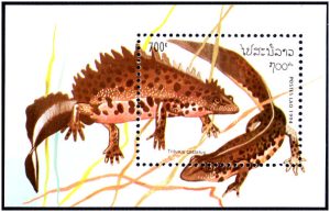 laos_1994_triturus_cristatus[1]