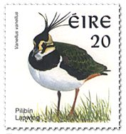 lapwing[1]