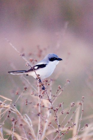 loggerhead-shrike-bird-picture_9696[1]