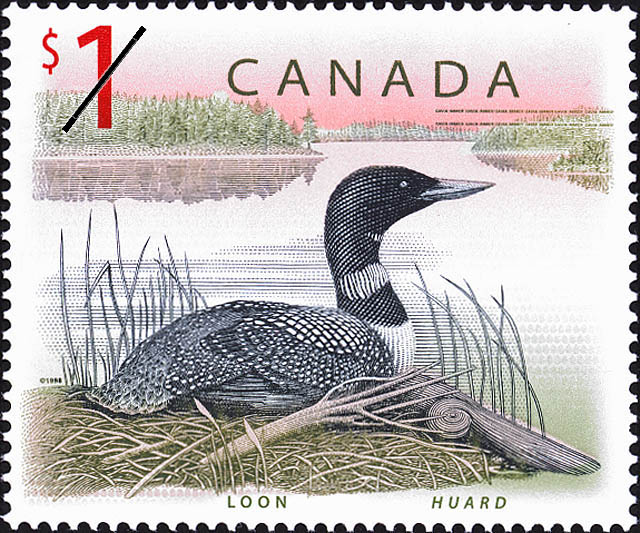 loon[1]