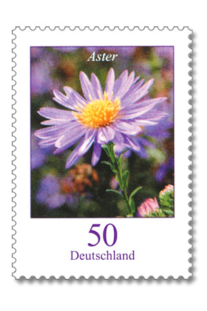 m1520122_Z_1_151003014_Blumen_Aster_50[1]