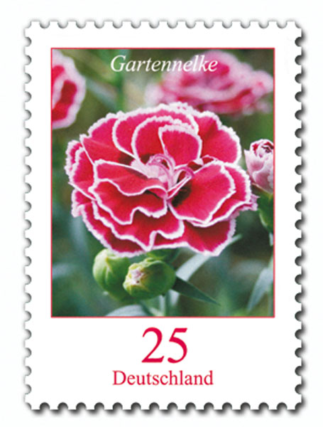 m1520124_Z_1_151003030_Blumen_Gartennelke_25[1]