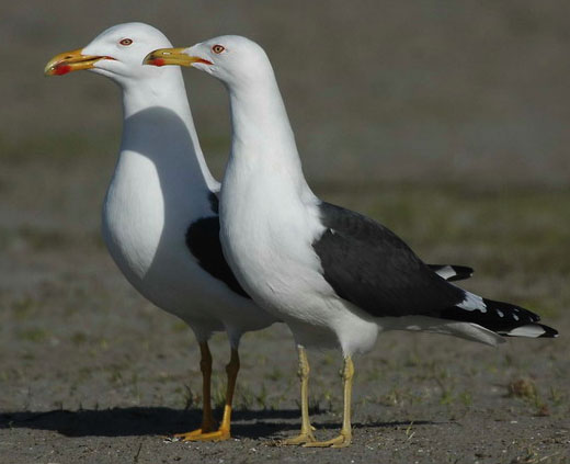 mantelmeeuw[1]