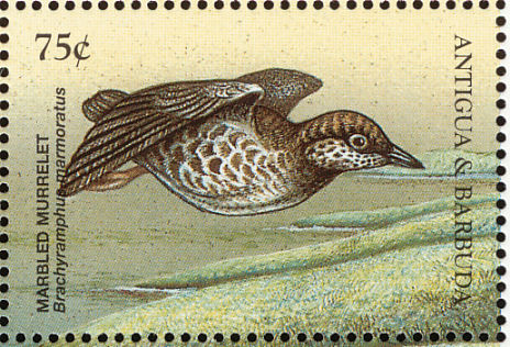 marbled murrelet