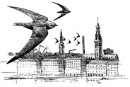 mauersegler[1]
