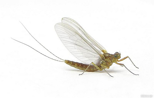 mayfly